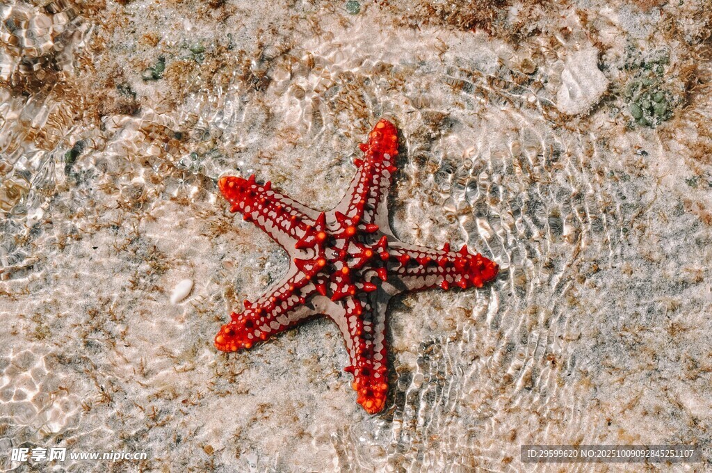 沙滩上的红色海星