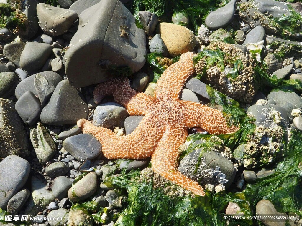 海滩上的海星与鹅卵石