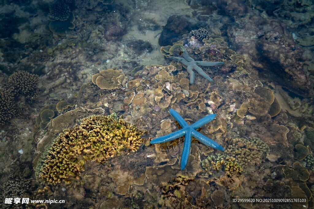 海底的蓝色海星