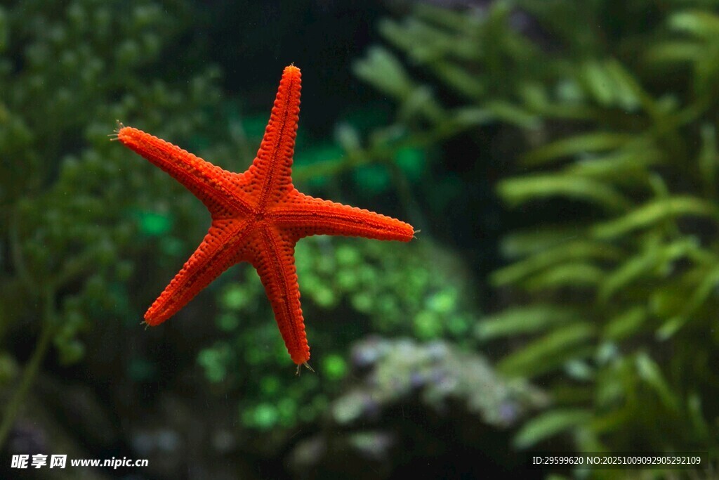 红色海星于绿植背景中