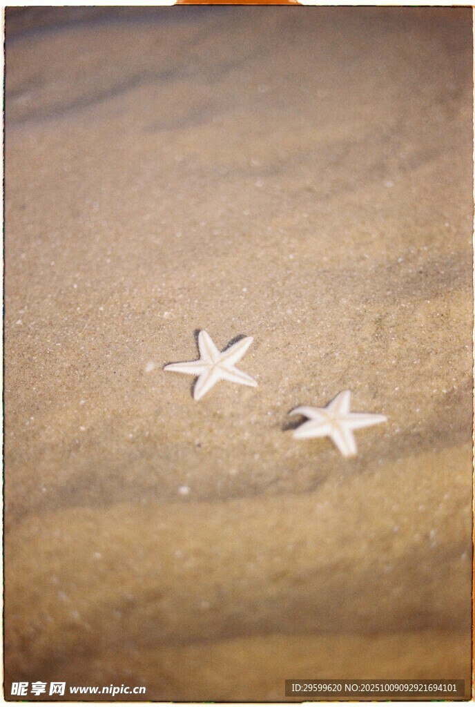 沙滩上的两颗海星