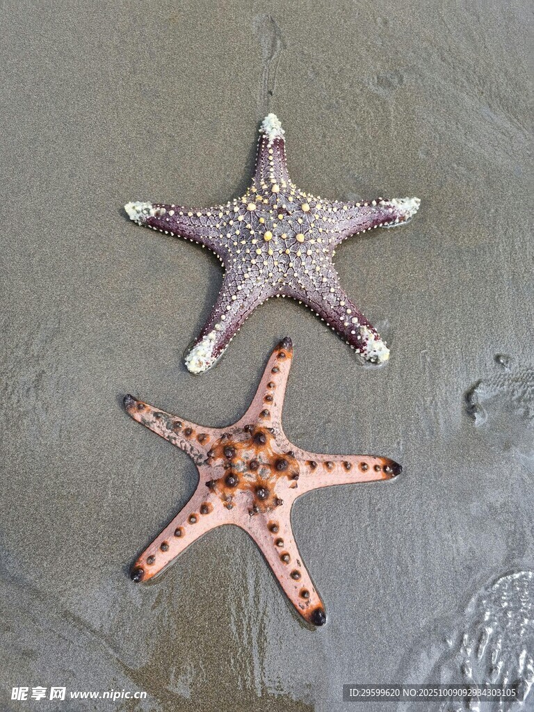 沙滩上的两只多彩海星