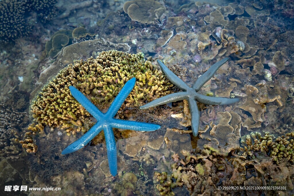 海底海星与珊瑚景观