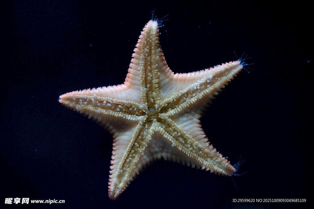 海星特写