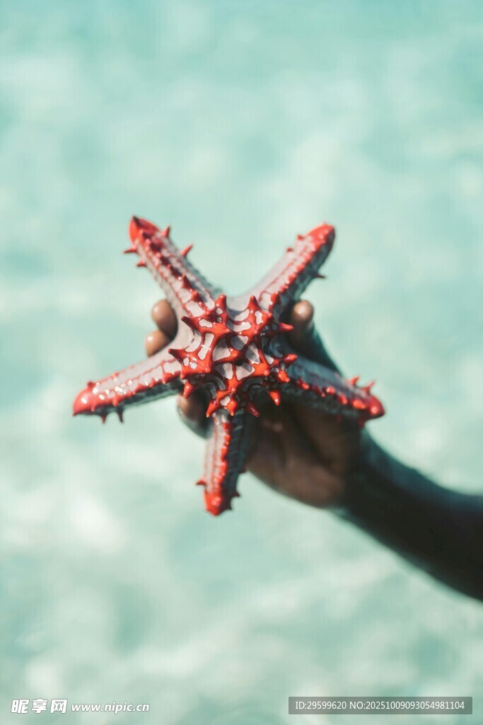 手握海星特写