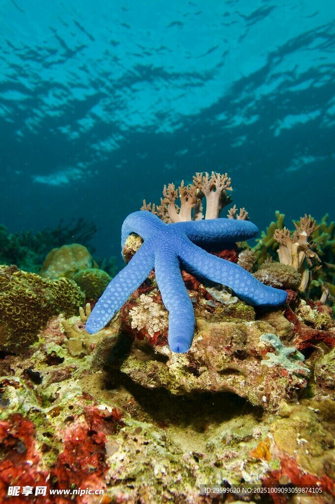 海底蓝海星与多彩珊瑚