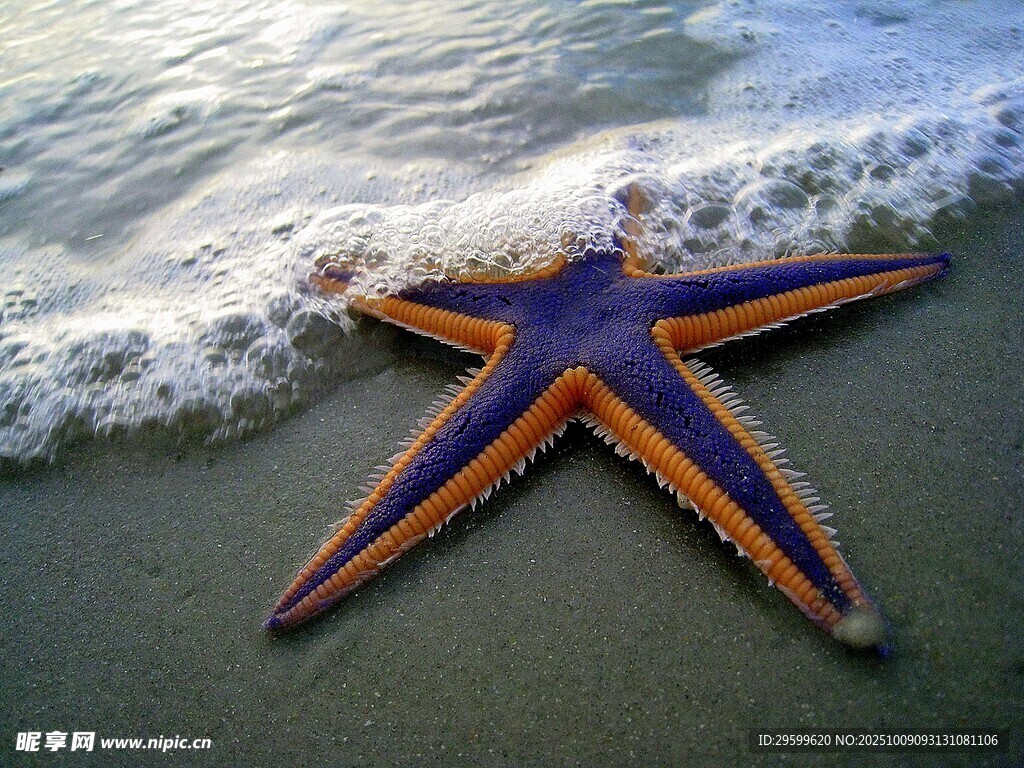 海滩上的多彩海星