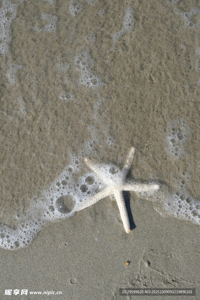 沙滩上的海星