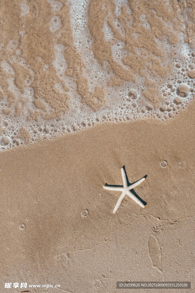 沙滩上的孤独海星