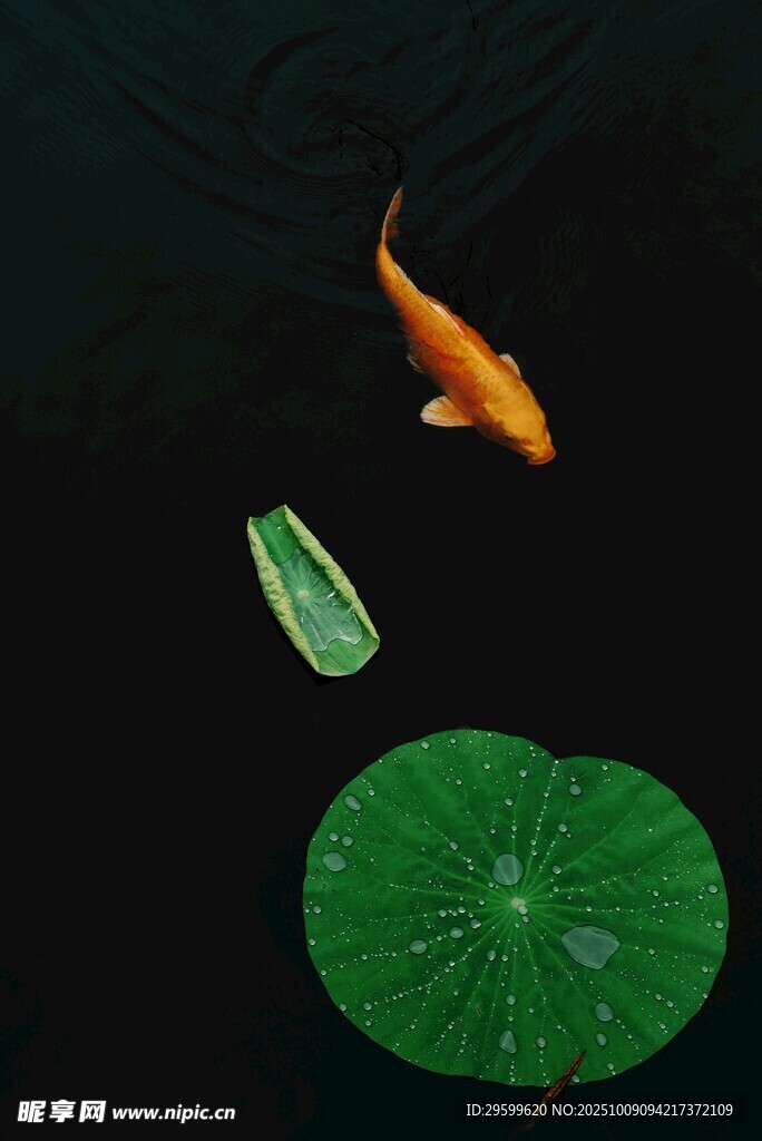 水中锦鲤伴荷叶