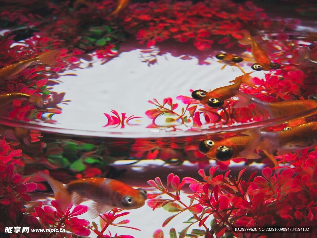 水中繁花映景