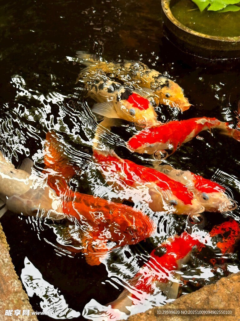 池塘中游动的多彩锦鲤
