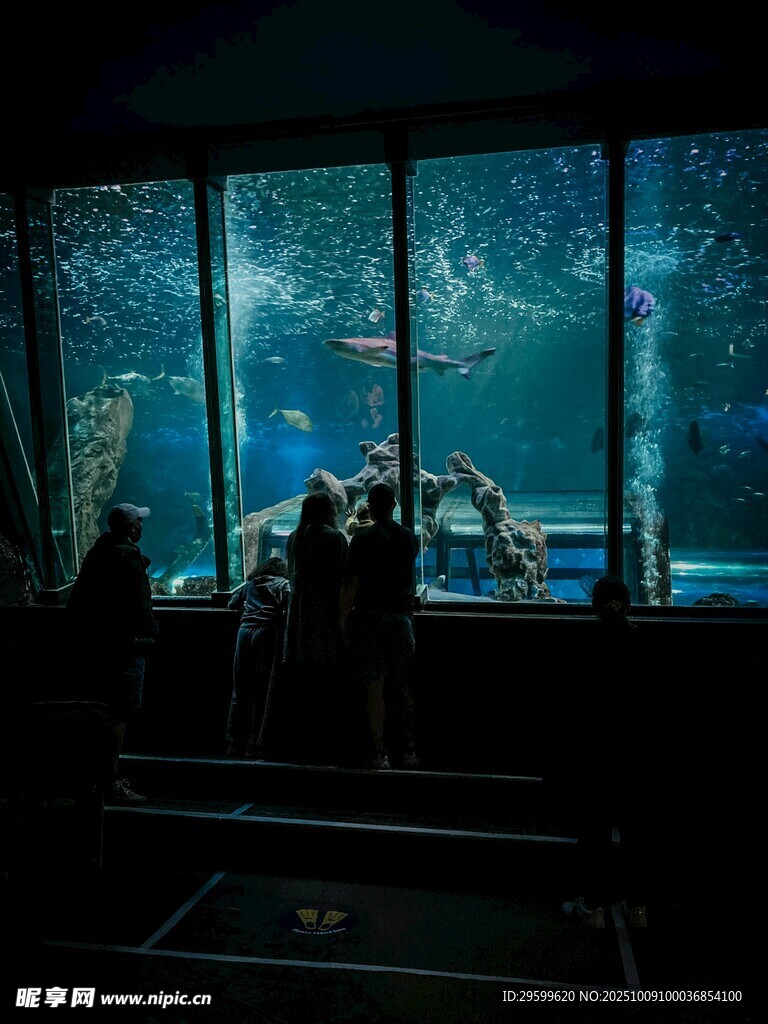 观赏水族馆内海洋生物