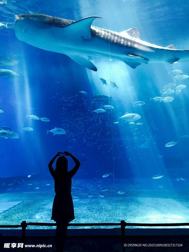 女孩在水族馆仰观大鱼