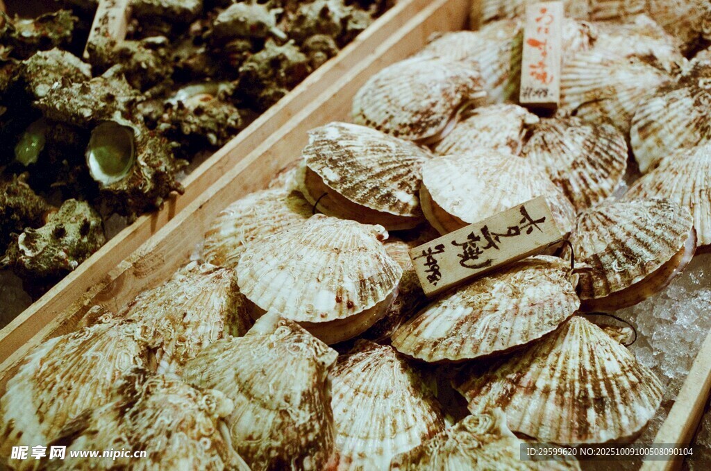 木盒中的精美贝壳