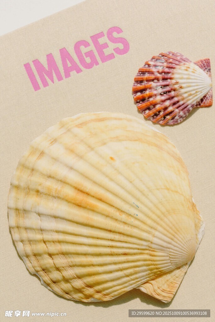 精美贝壳特写