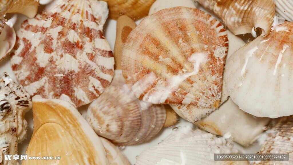 多彩贝壳特写