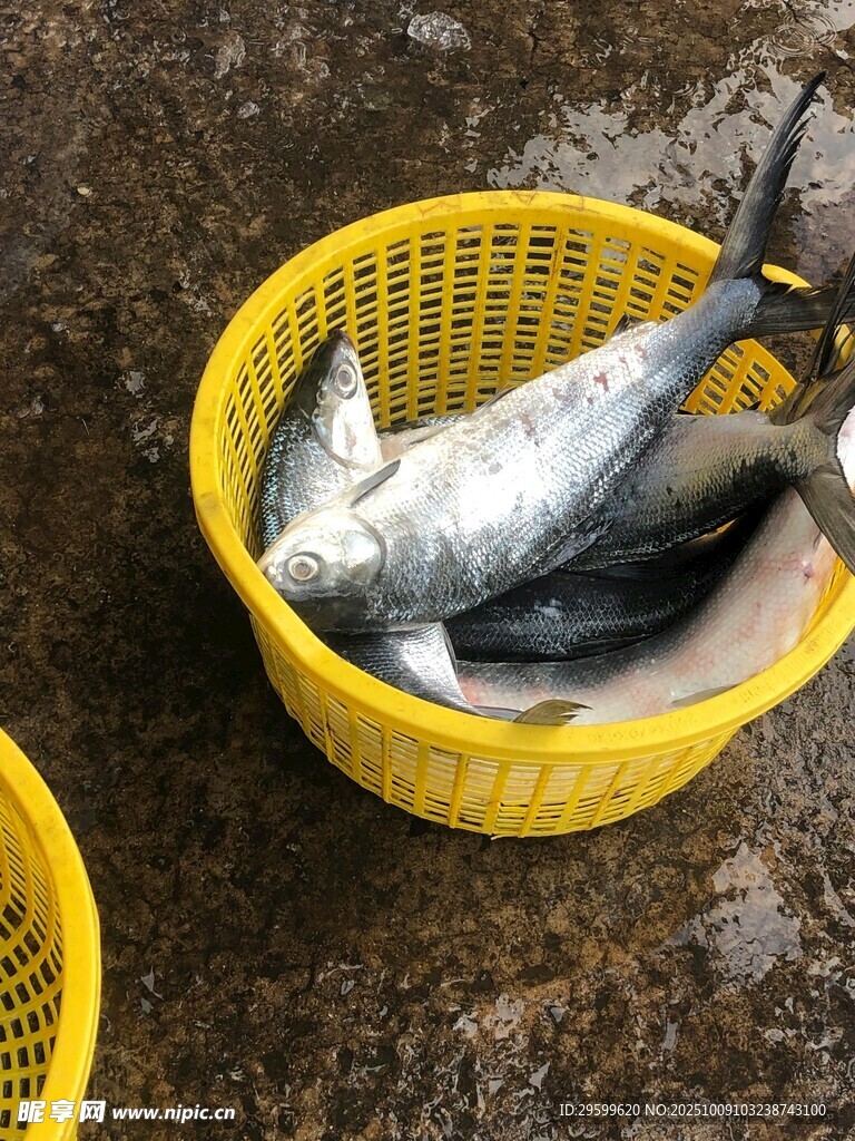 黄色筐中的新鲜海鱼