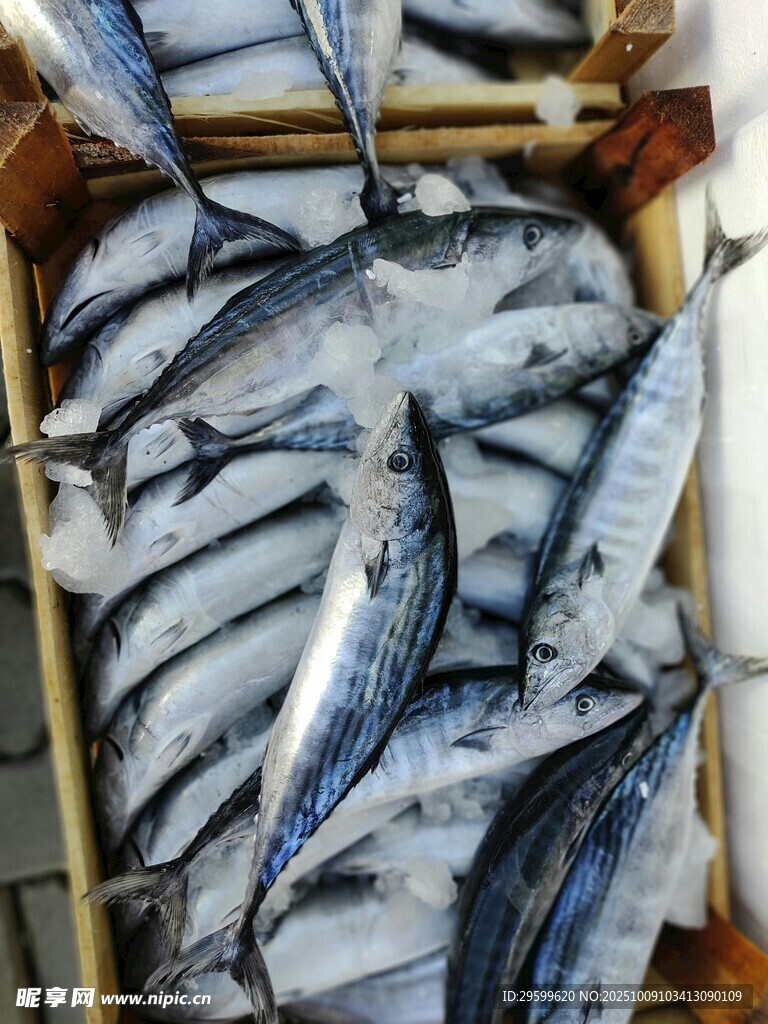 新鲜海鱼整齐摆放在箱中