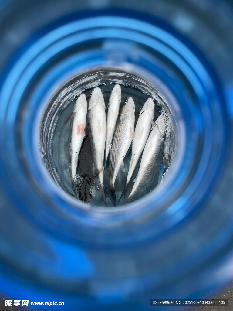 海鱼 鱼类  