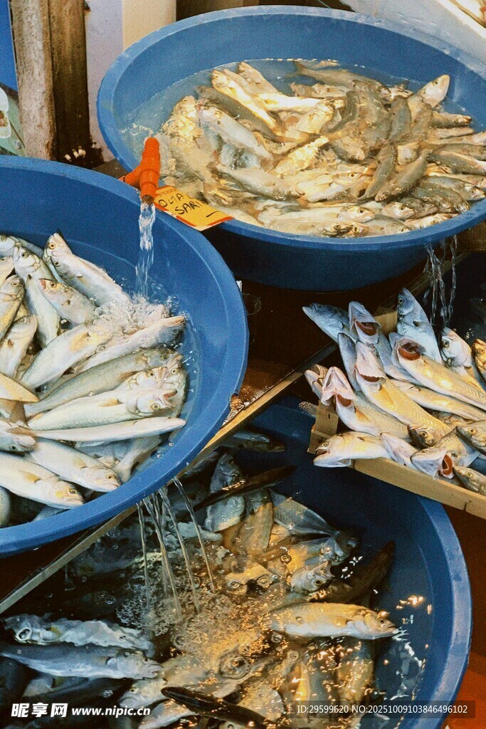 新鲜海鱼待售