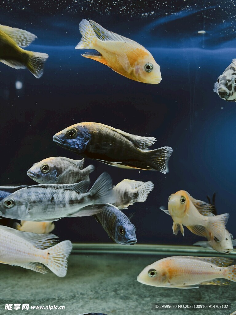 多彩观赏鱼在水族箱中游弋