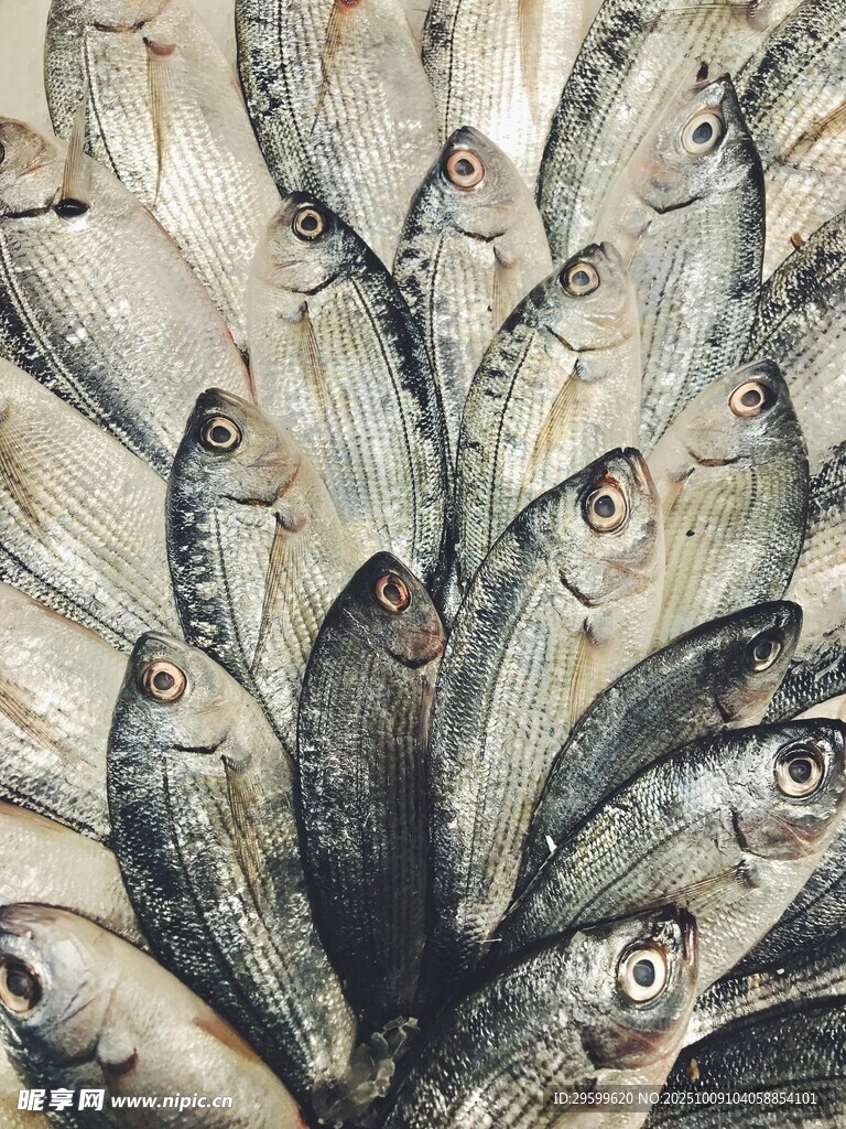 群鱼聚集画面