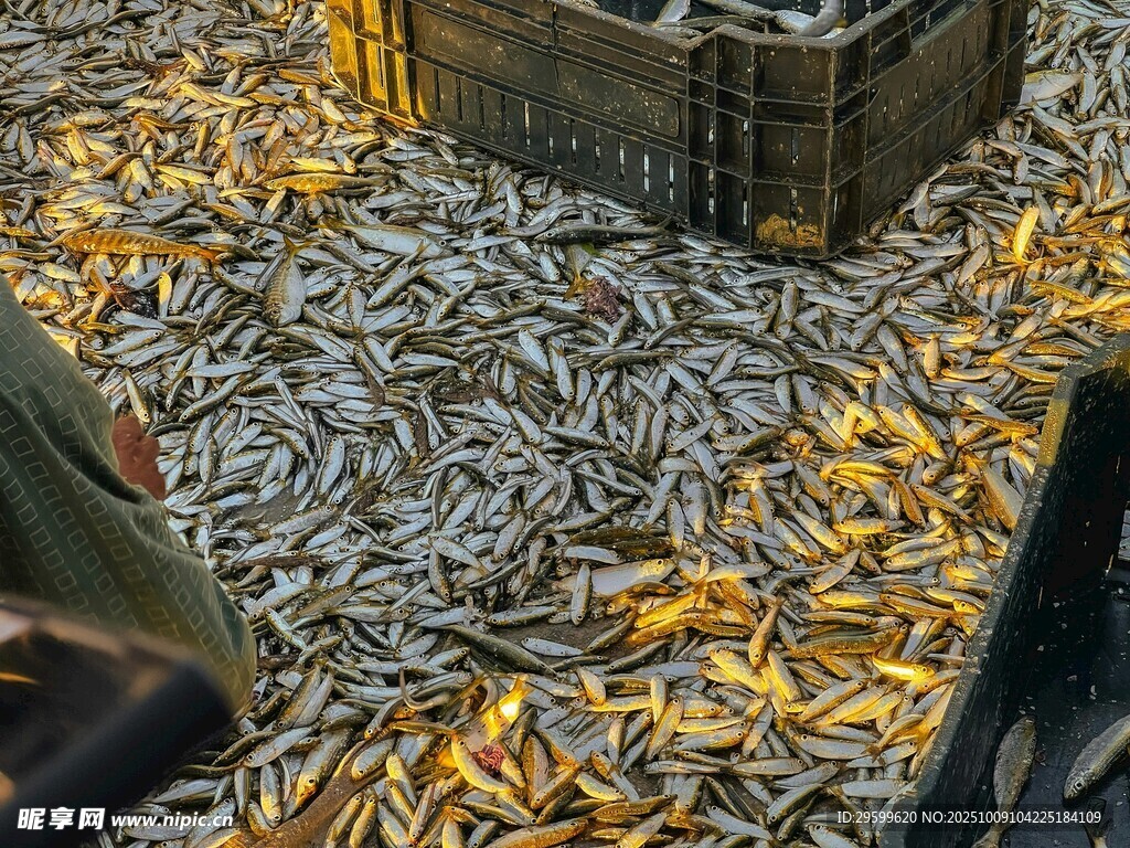 海鱼 鱼类 