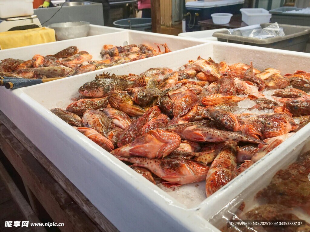 新鲜多样的海鲜陈列展示