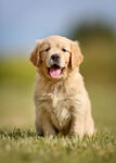 可爱金毛幼犬坐于草地