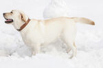 雪地中的拉布拉多犬