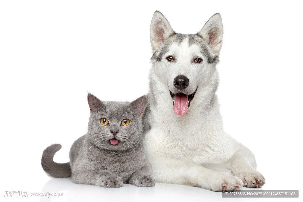猫狗相伴的温馨瞬间