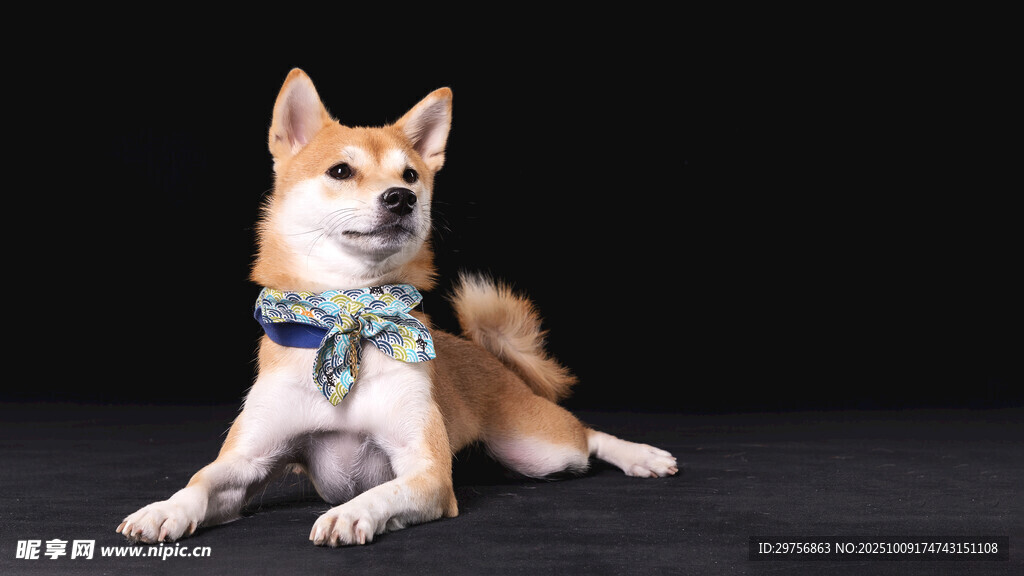 可爱柴犬佩戴彩色围巾