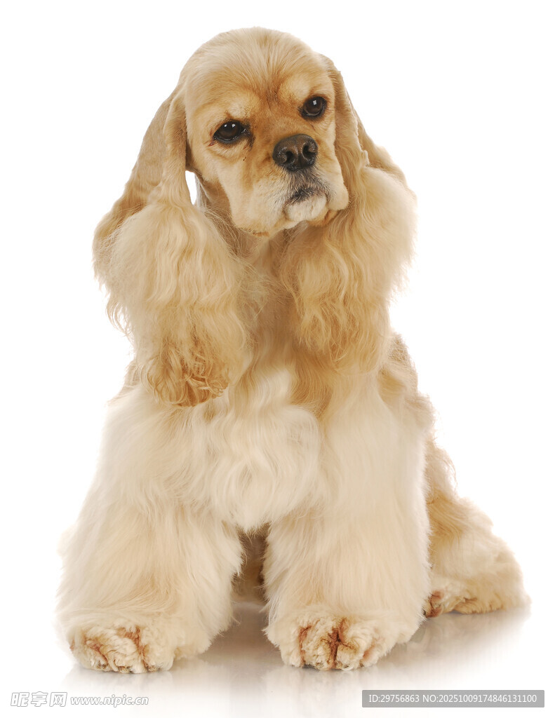 可爱可卡犬端坐