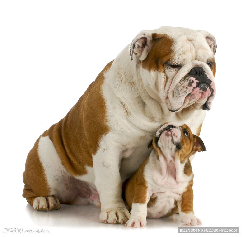 斗牛犬母子温馨同框