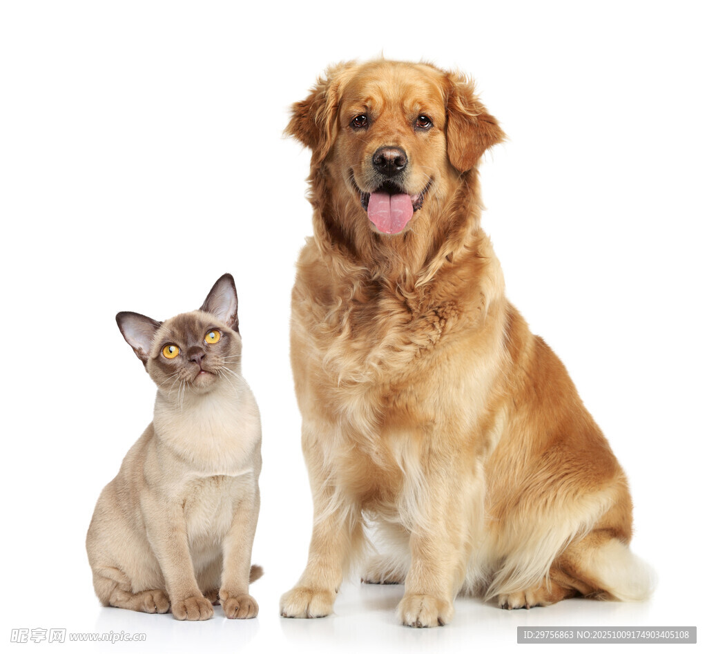 猫咪与金毛犬同框画面