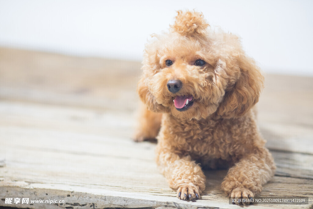 可爱棕色泰迪犬趴木板上