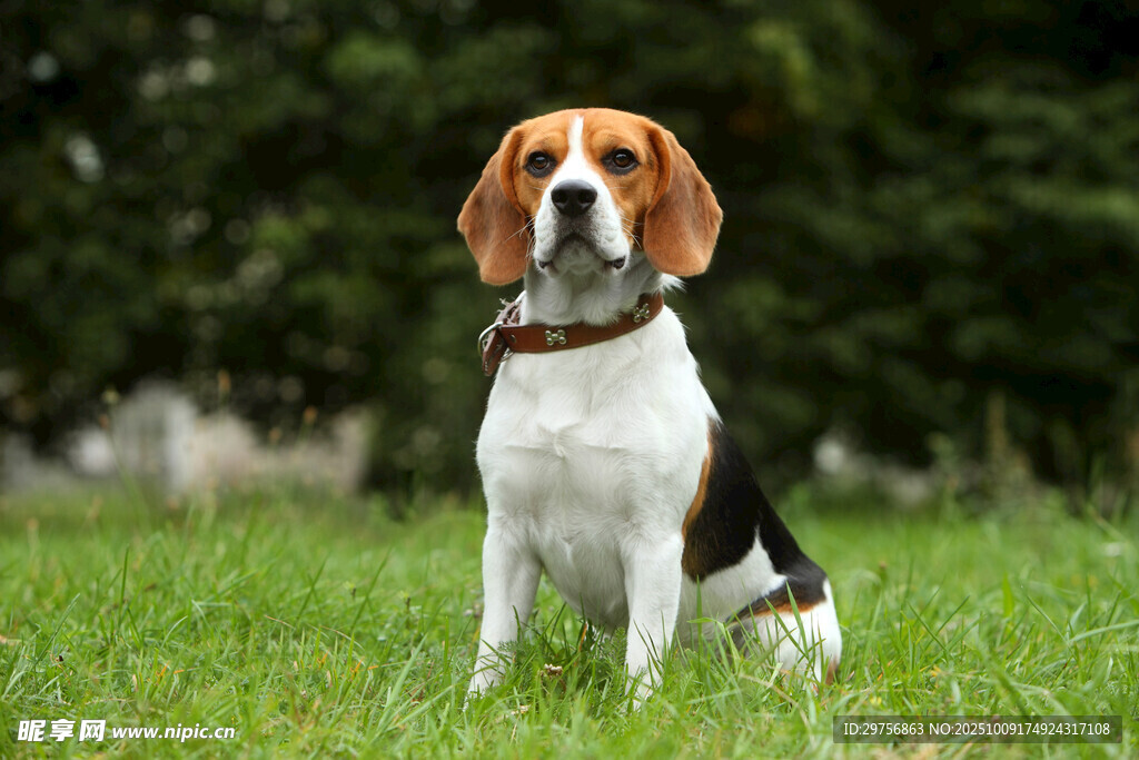 比格犬端坐于翠绿草地上