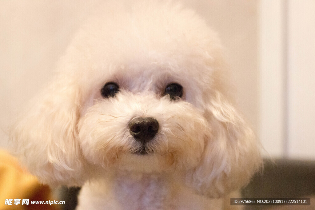 可爱白色贵宾犬特写