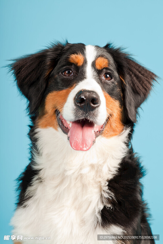 可爱三色伯恩山犬