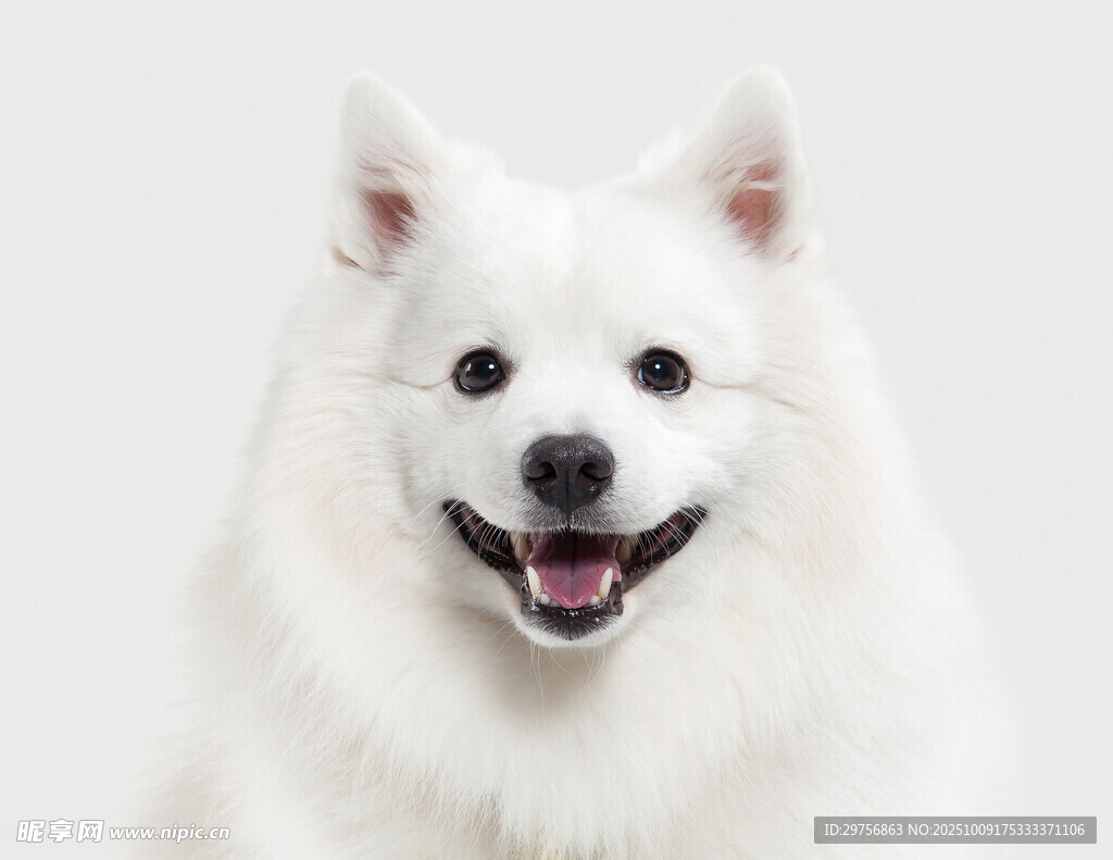 微笑的萨摩耶犬