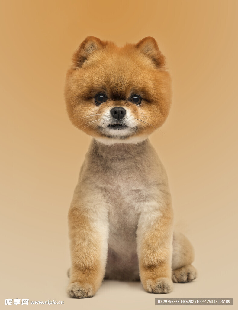 可爱博美犬造型独特