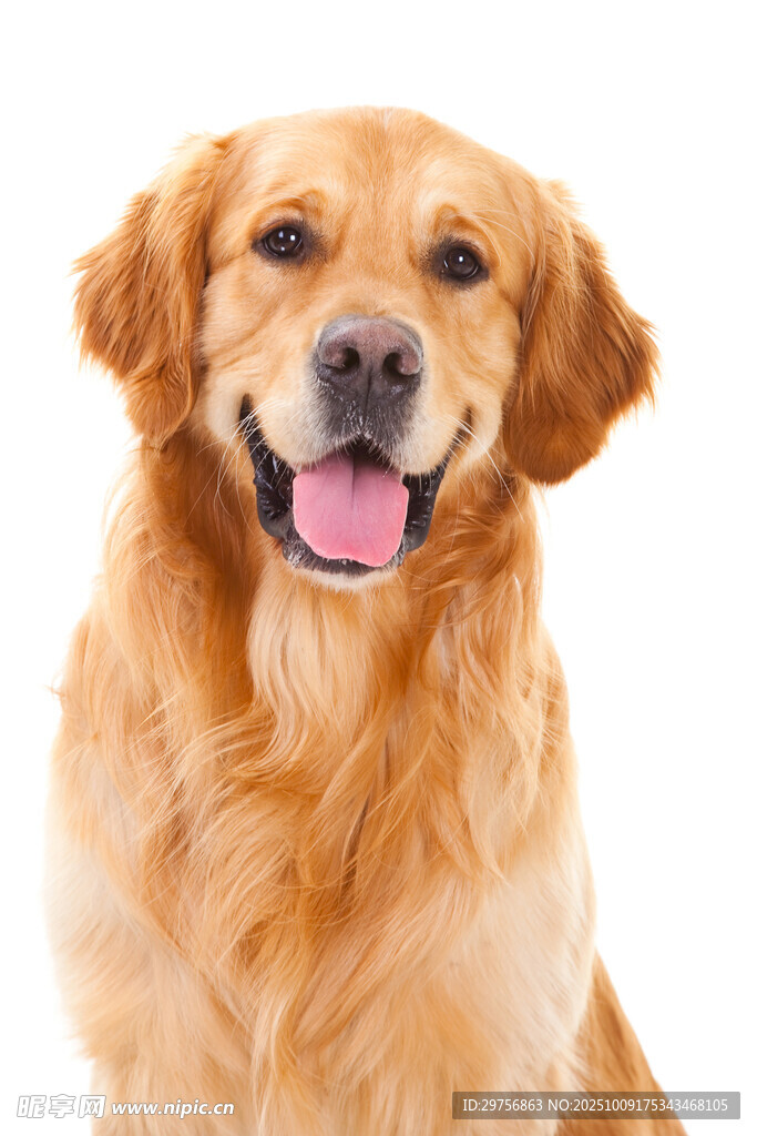 可爱金毛犬的灿烂笑容