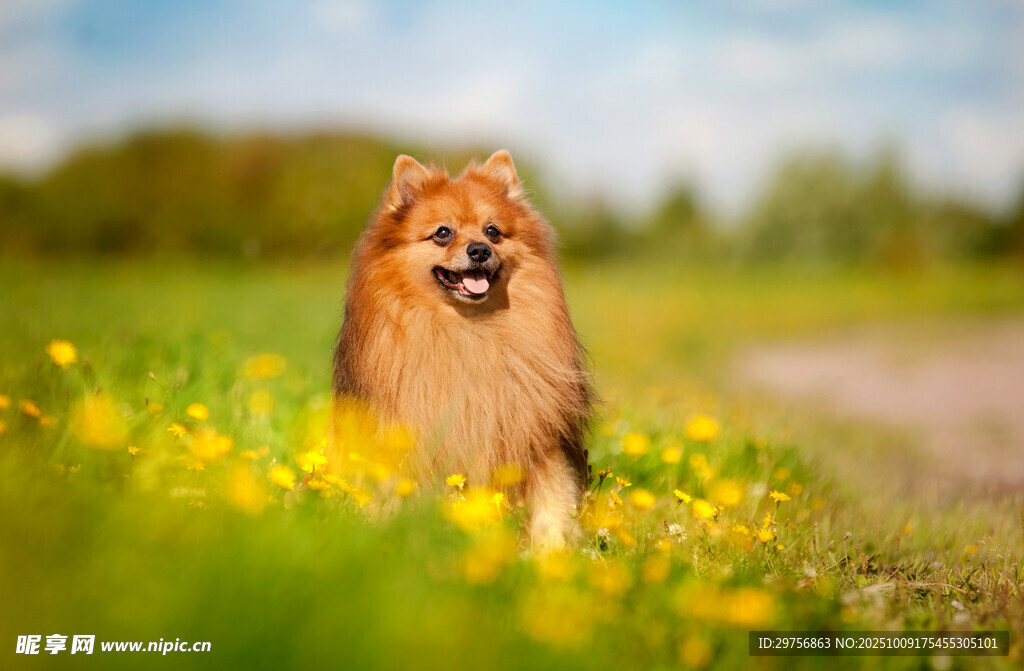 博美犬漫步于灿烂花田