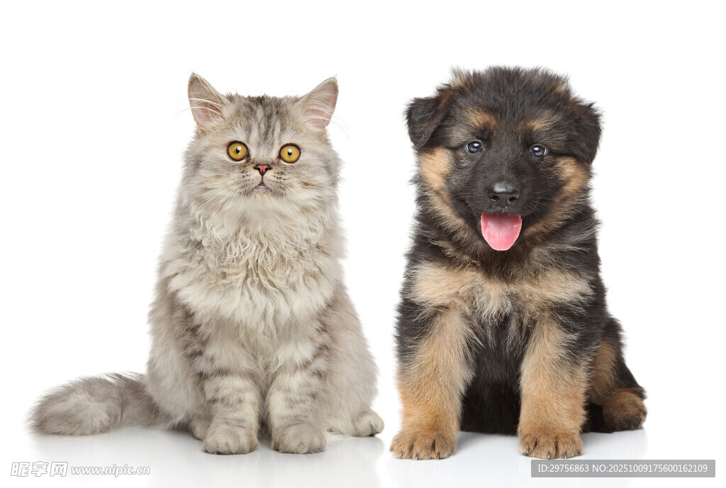 猫咪与幼犬同框萌照