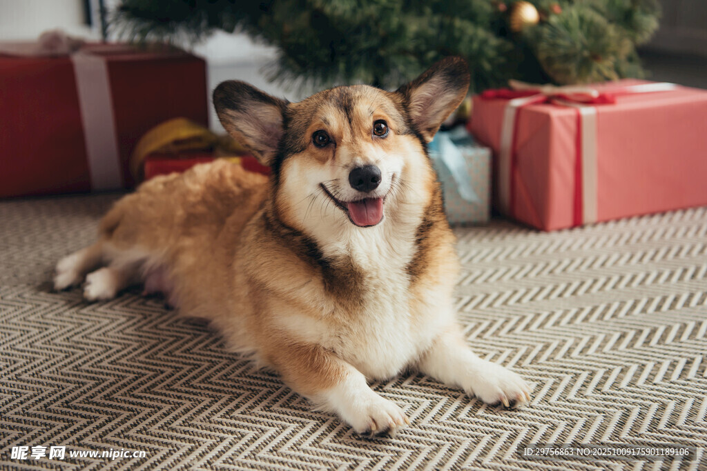 圣诞树下的快乐柯基犬