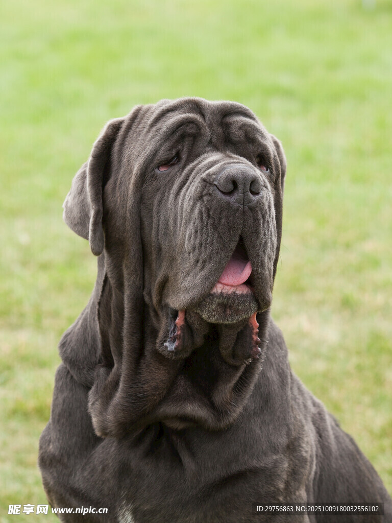黑色獒犬草地凝望