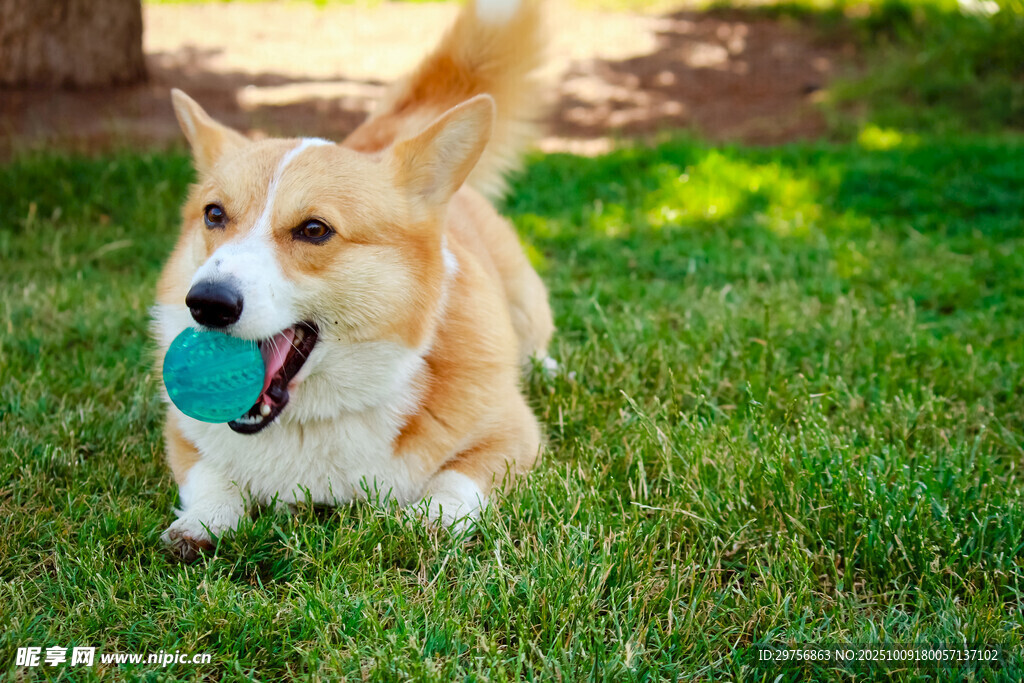 草地上玩耍的快乐柯基犬