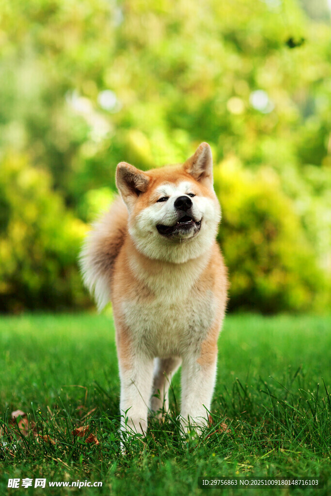草地上的可爱柴犬