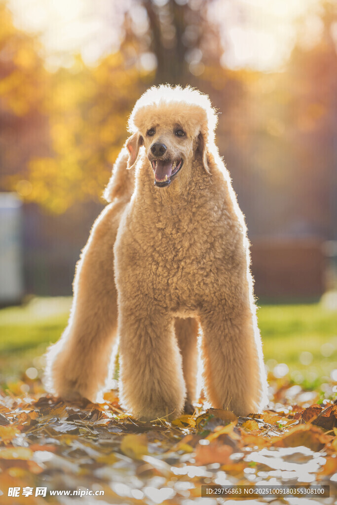 秋日草地的可爱贵宾犬